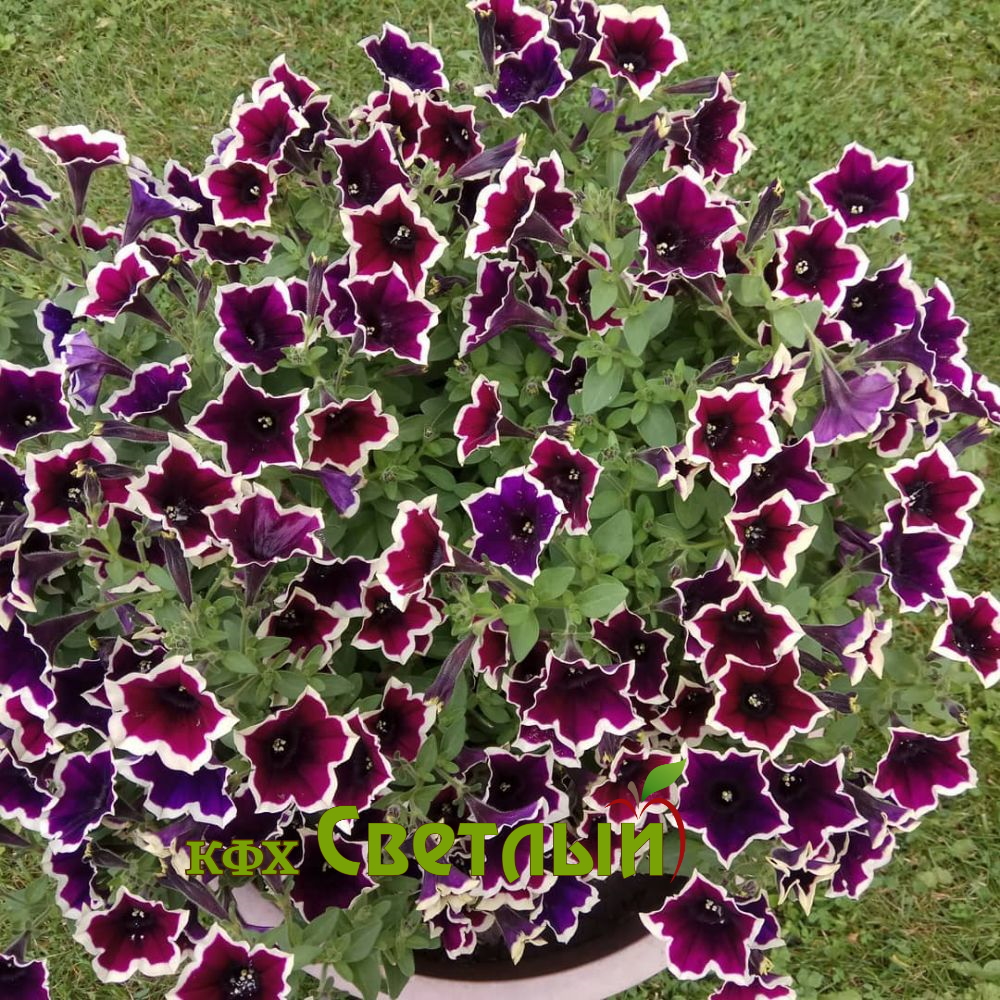 Петуния Рим Маджента (С-1,5) - Питомник растений «Cветлый»
